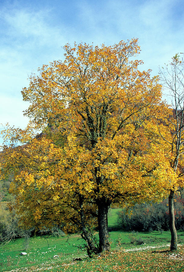 Montpellier Maple (acer Monspessulanum) Photograph by Bruno Petriglia/science Photo Library