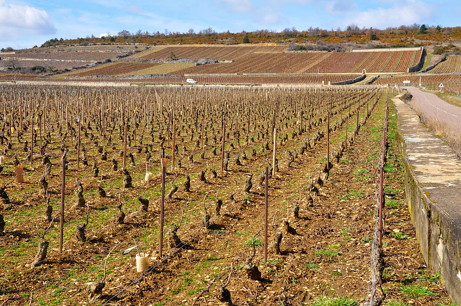 Montrachet Burgundy Photograph by Miguel Lecuona - Fine Art America