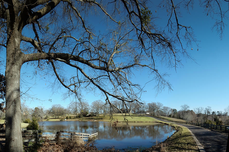Tree Photograph - Montys Bass Pond 02 by Phil And Karen Rispin