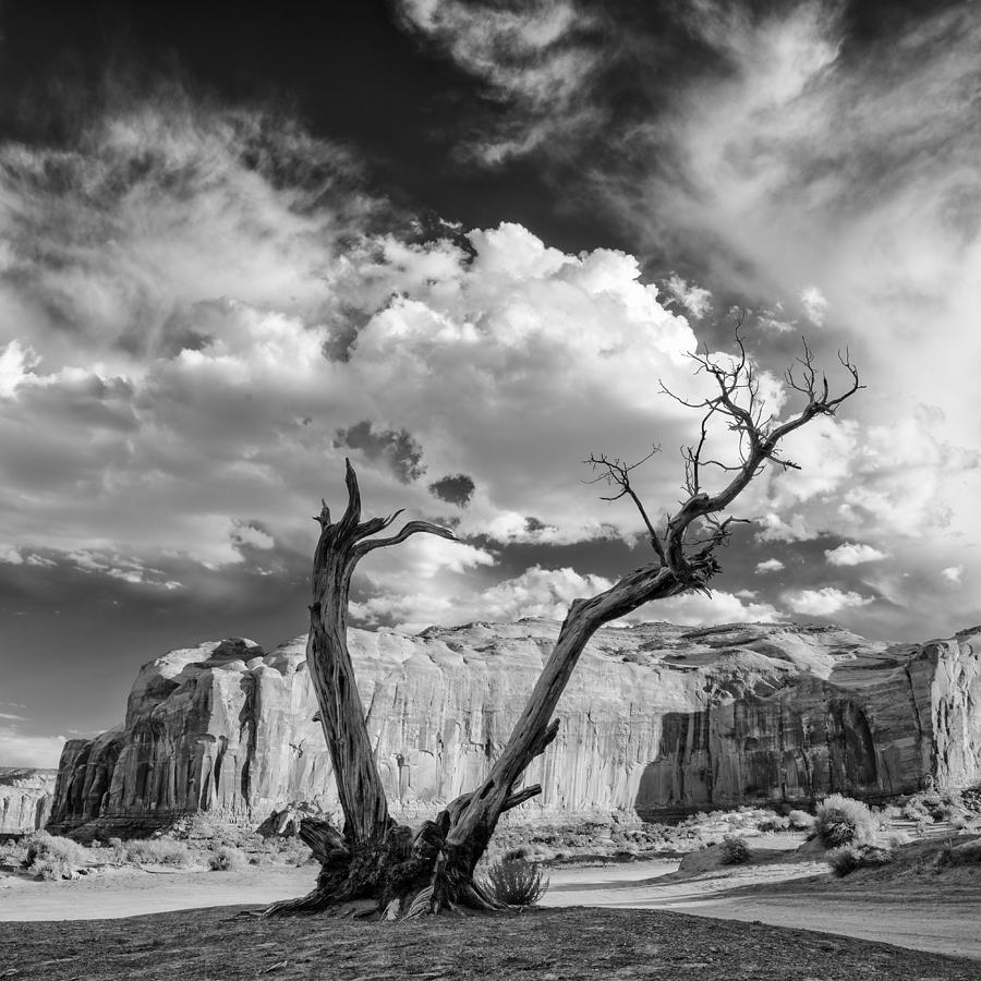 John Wayne Photograph - Monument Valley Juniper Tree and Mesa by Silvio Ligutti