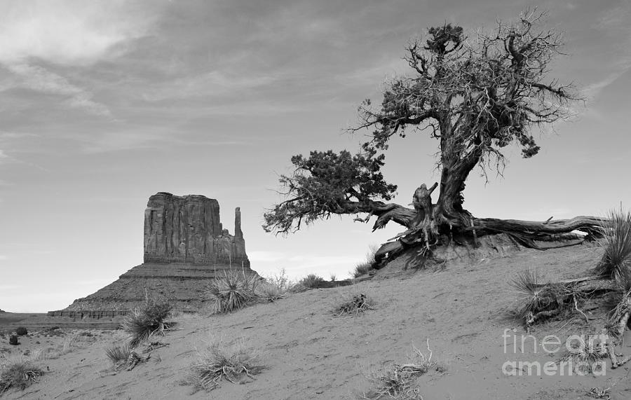 Nature Photograph - Monument Valley Tree and Monolith Scenic Landscape Black and White by Shawn OBrien