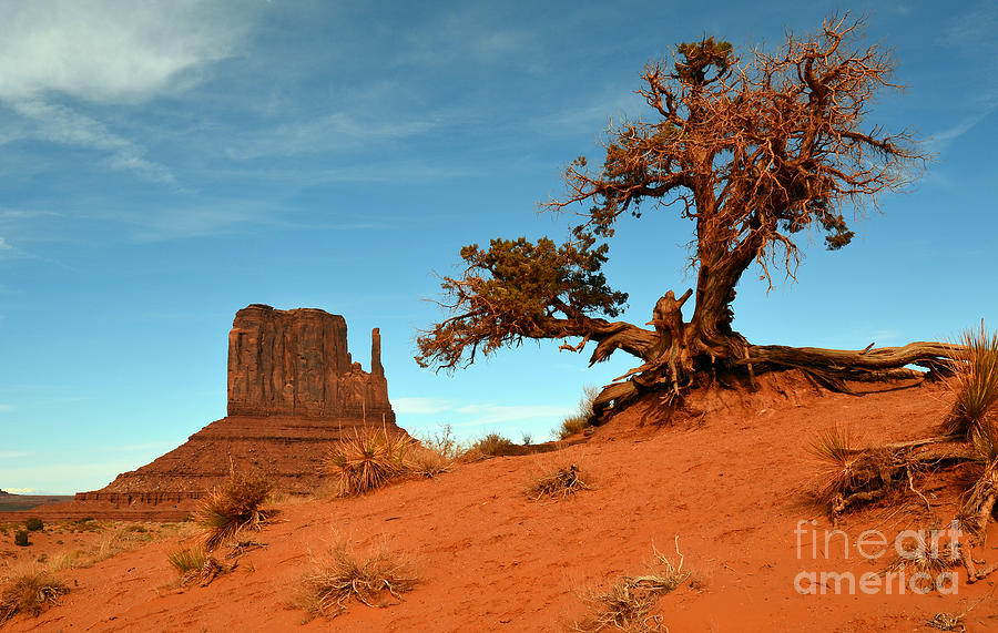 Monument Valley Tree and Monolith Scenic Landscape Photograph by Shawn OBrien