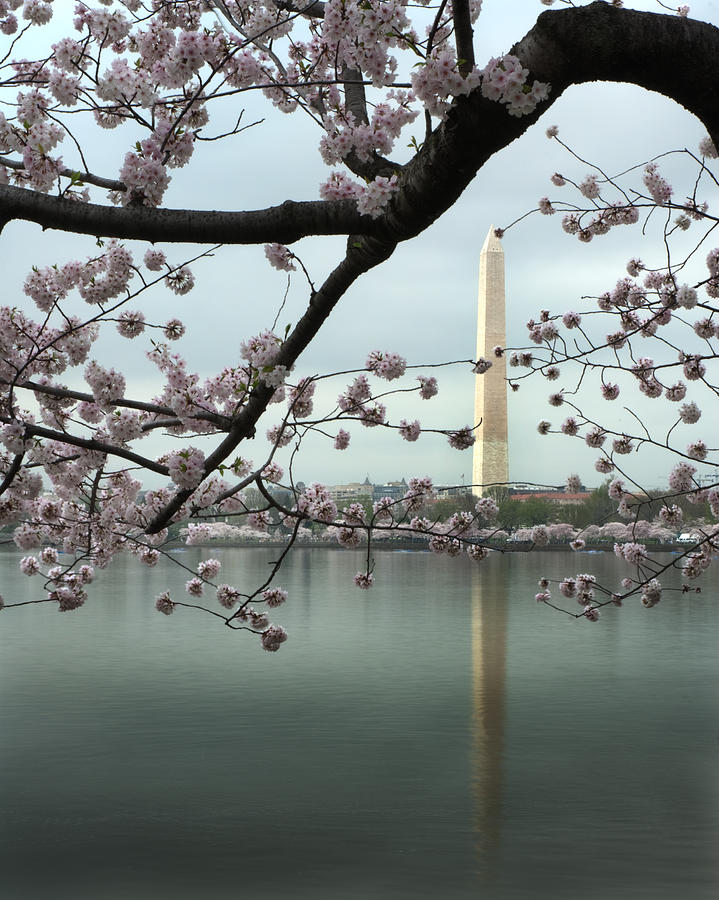 Hitchcock Photograph - Monumental Blossoms by Zachary Hitchcock Hitchcock Photograph - Monumental Blossoms by Zachary Hitchcock