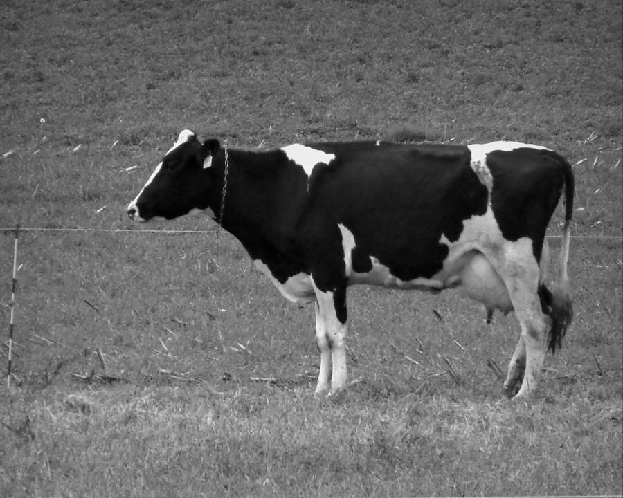 Moo - Black And White Photograph by Joseph Skompski