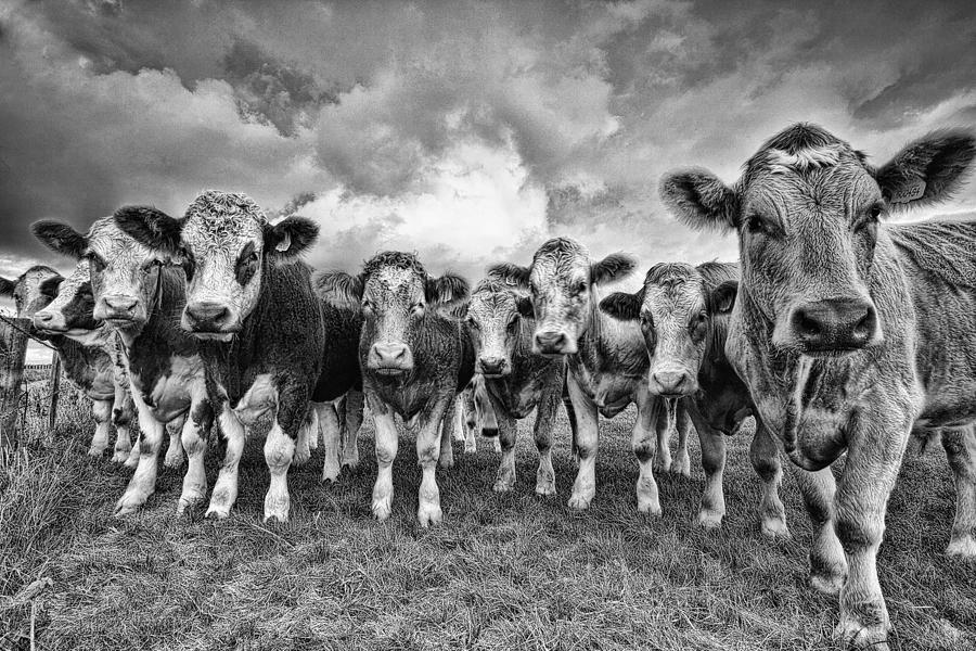 Cow Photograph - Moo by Kris Dutson