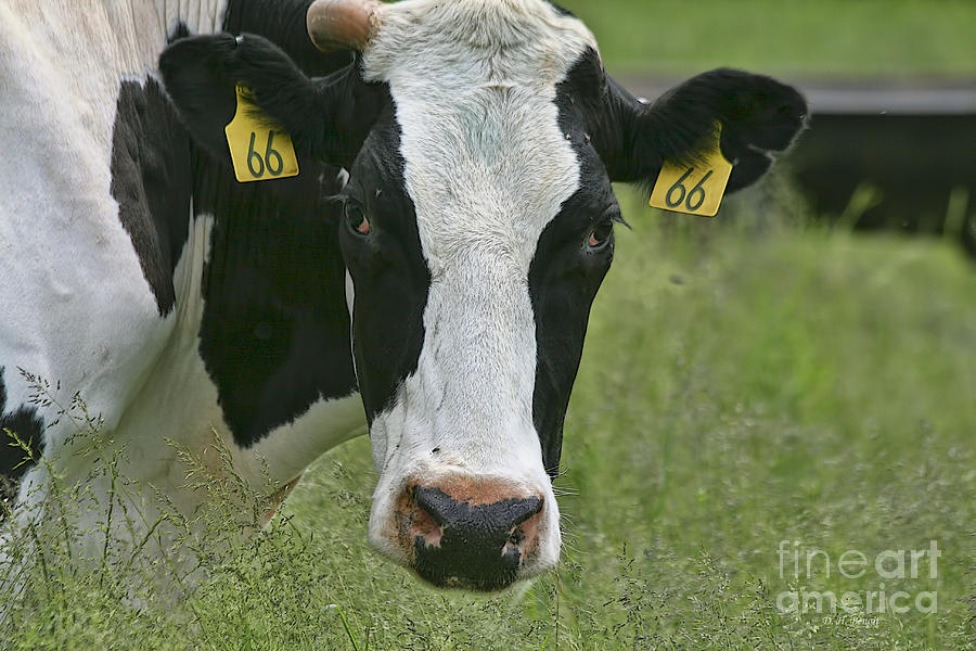 Cow Photograph - Moo Moo Eyes by Deborah Benoit