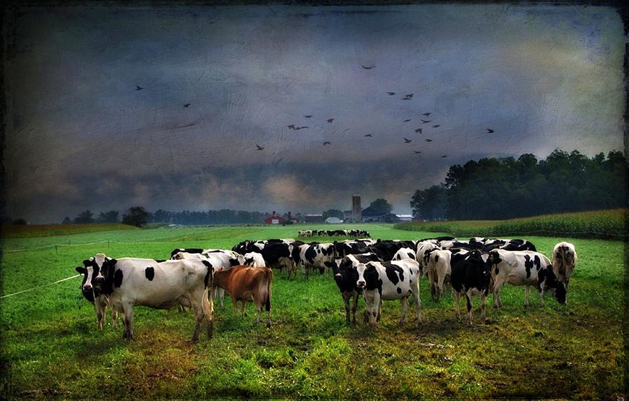 Cow Photograph - Moo-tiful Morning by Stephanie Calhoun