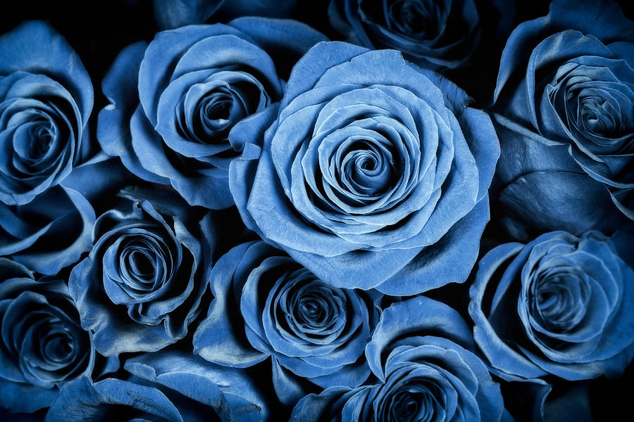 Moody Blue Rose Bouquet Photograph by Adam Romanowicz