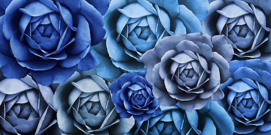 Moody Blues Rose Flower Abstract Photograph by Jennie Marie Schell