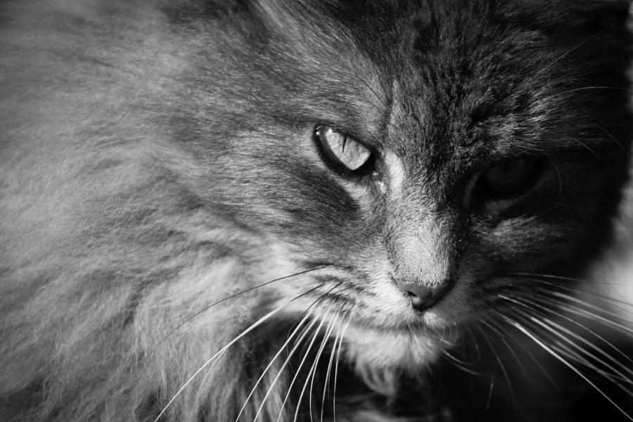 Moody Cat Photograph