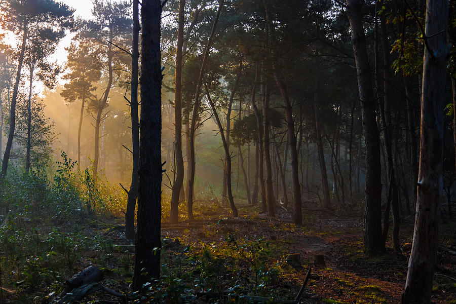 Moody Forest Happy Sun Photograph by Semmick Photo