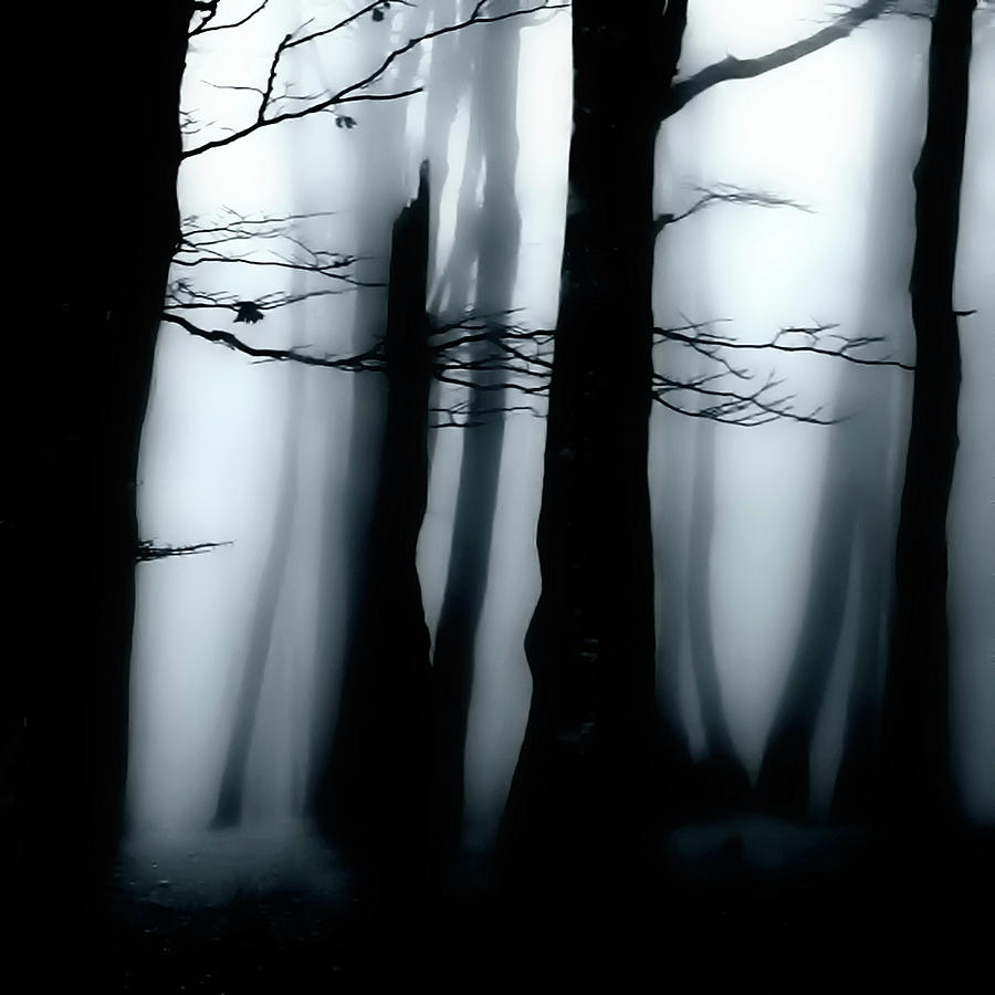 Moody Forest Photograph by Martin Hardman