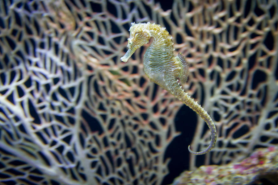 Moody Gardens Sea Horse Photograph by Tim Stanley