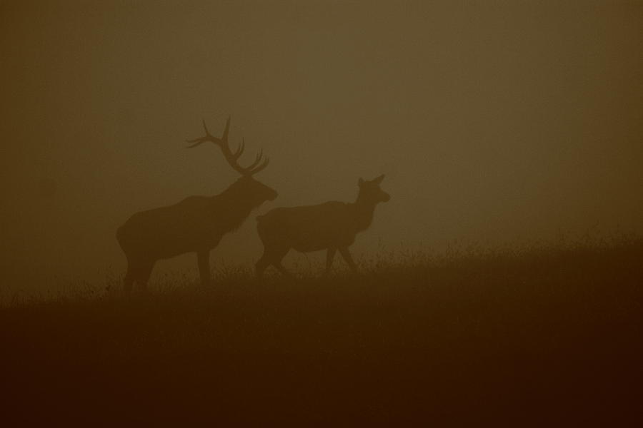 Moody Misty Morning Photograph by Bruce J Robinson