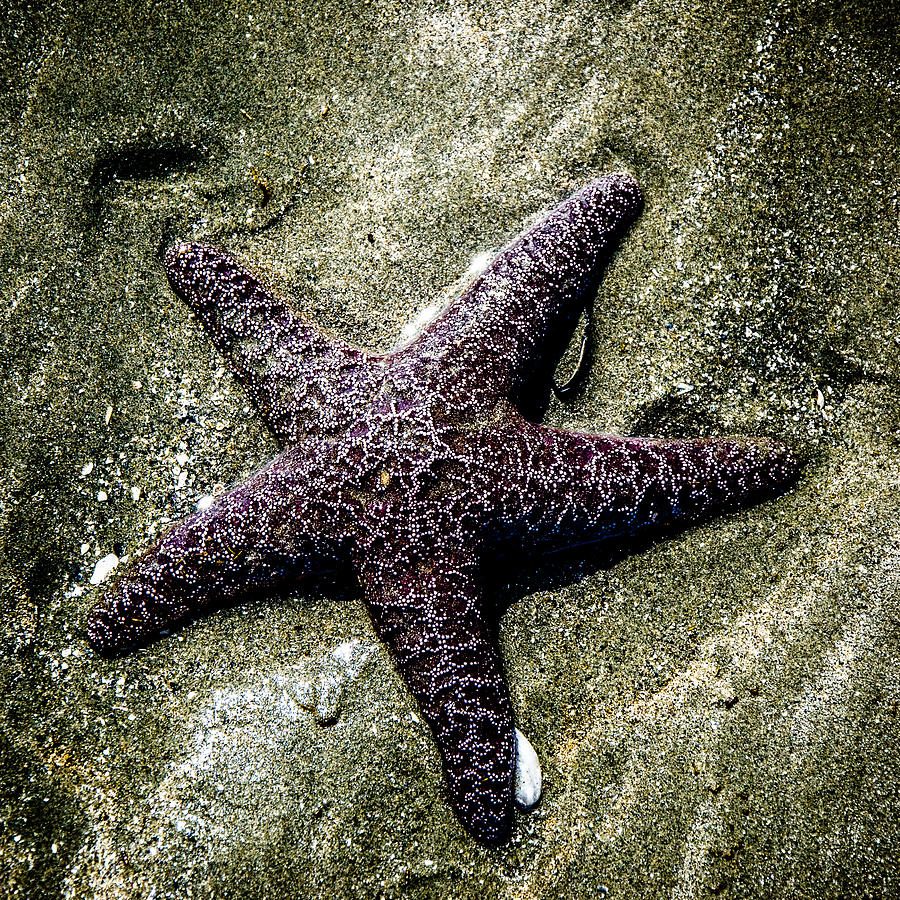 Moody Starfish I Photograph by Roxy Hurtubise