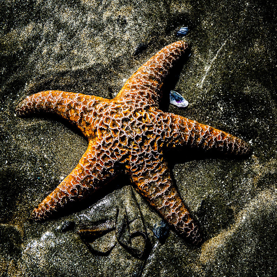 Moody Orange Starfish  Photograph by Roxy Hurtubise