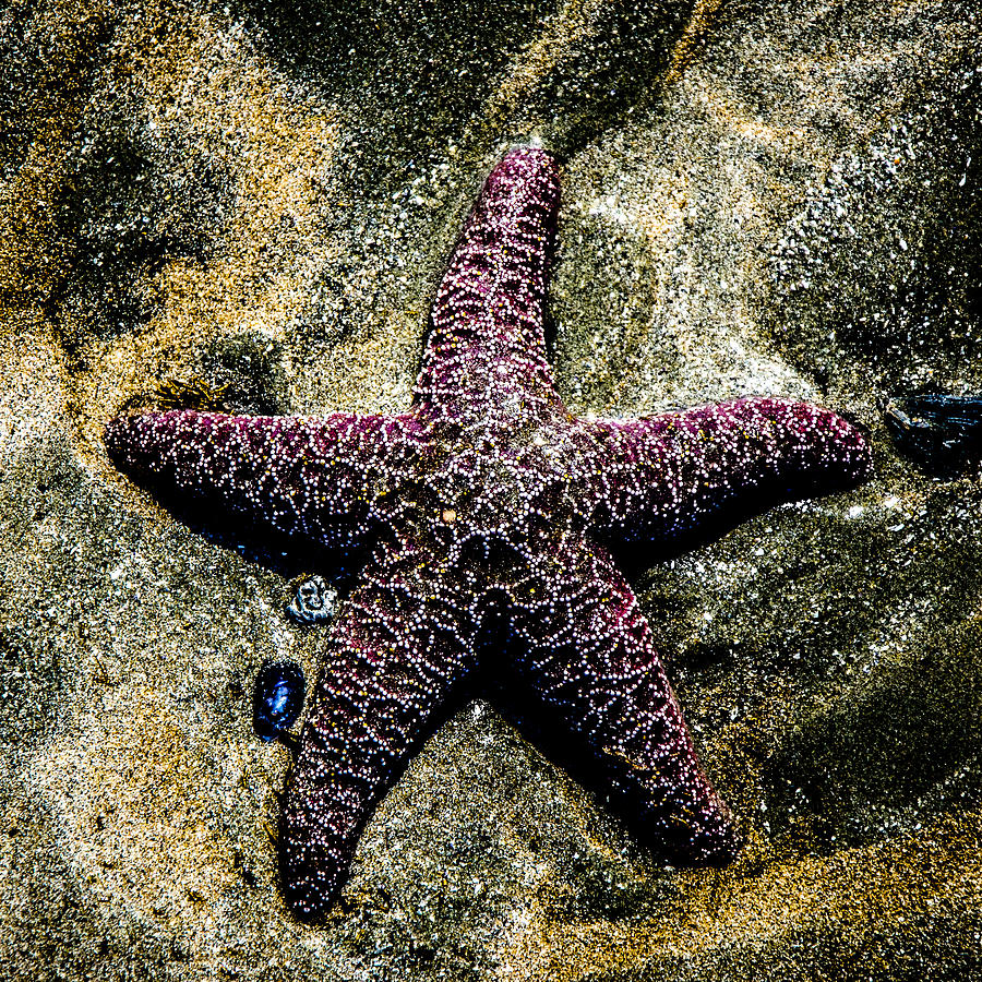 Moody Purple Starfish  Photograph by Roxy Hurtubise