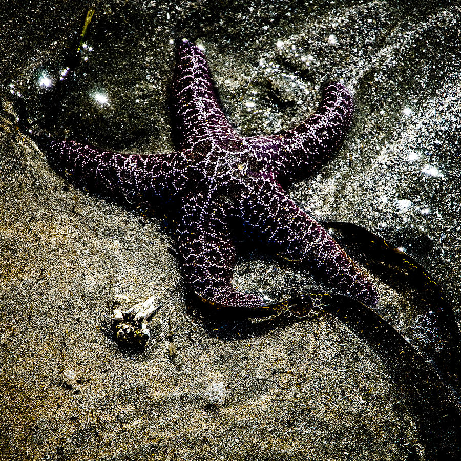 Moody Starfish IV Photograph by Roxy Hurtubise