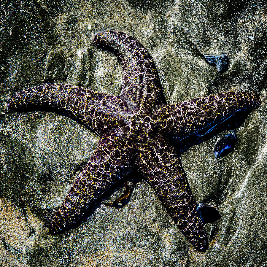 Moody Starfish V Photograph by Roxy Hurtubise