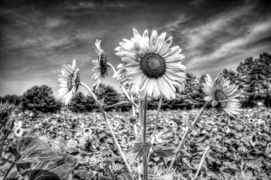 Moody Sunflower Photograph by Joe Myeress