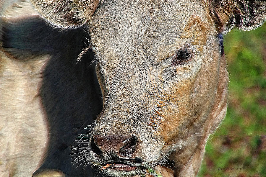 Cow Photograph - MooMoo by Ericamaxine Price