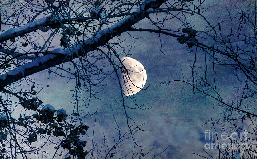 Moon Above the Bough Photograph by Janice Pariza
