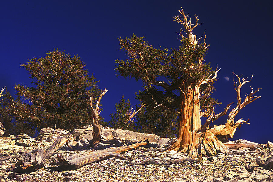 Moon and Bristlecone Pines Photograph by Paul W Faust -  Impressions of Light