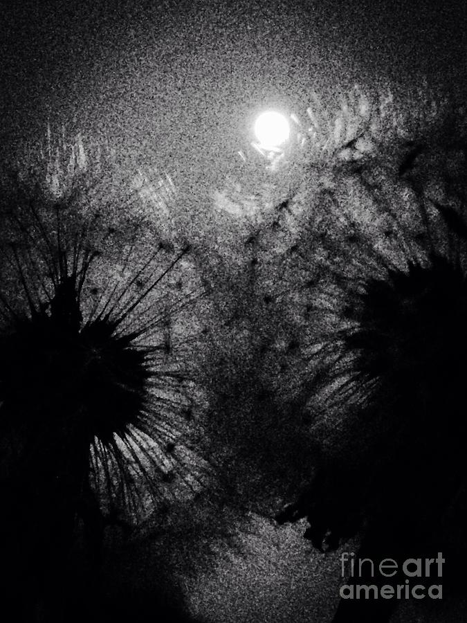 Moon And Dandelion Photograph