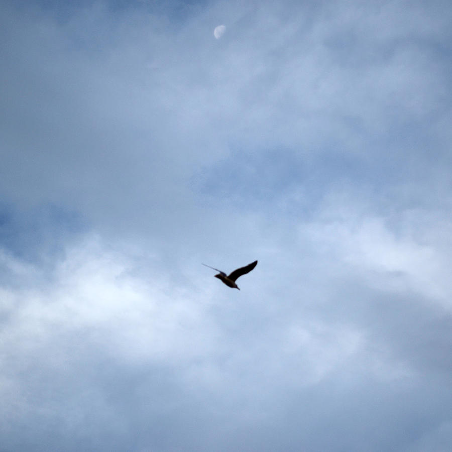 Moon and Seagull in Sky Sqare Photograph by Kathrine R Mitchell - Pixels