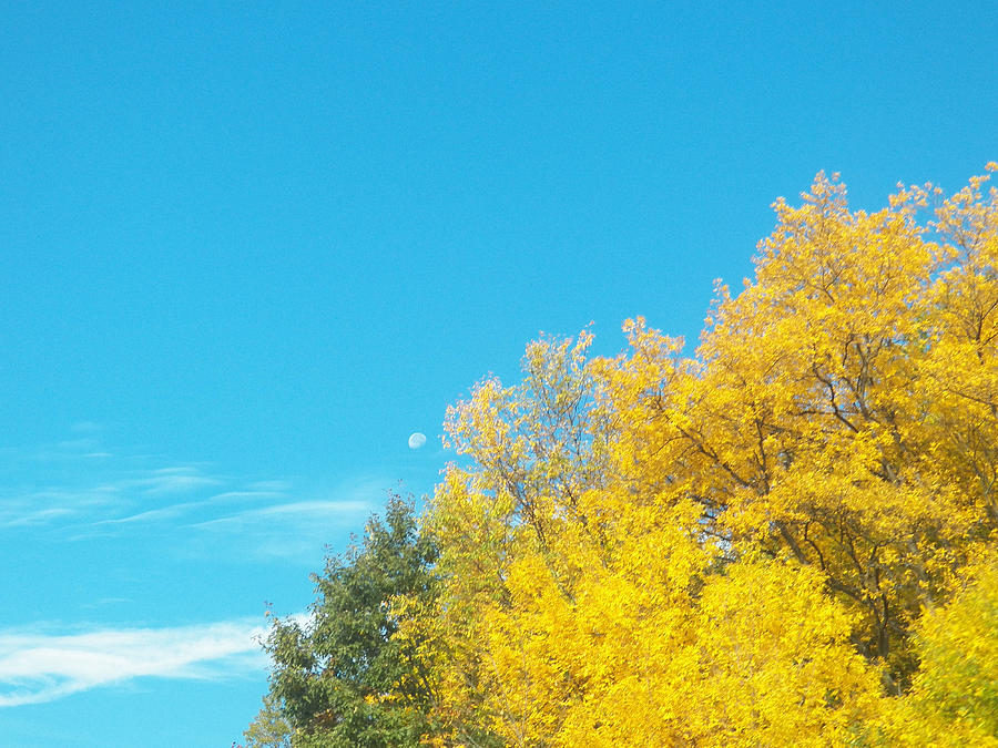 Moon and Sky with Autumn Trees Photograph by Corinne Elizabeth Cowherd