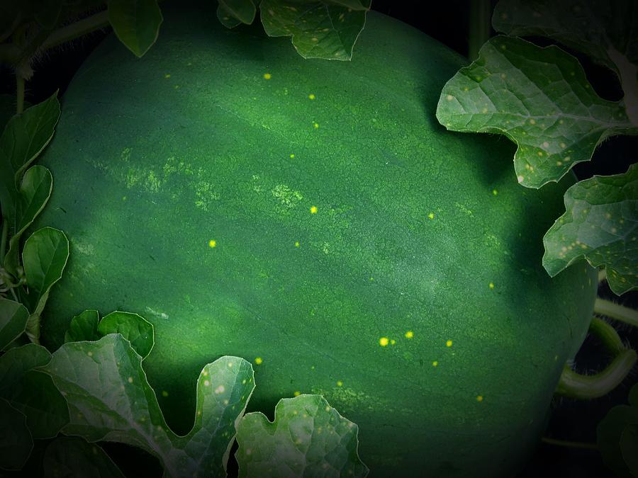 Moon and Stars Melon Photograph by MTBobbins Photography - Pixels