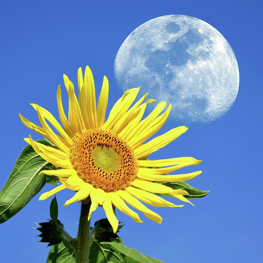 Moon And Sunflower Photograph by Detlev Van Ravenswaay