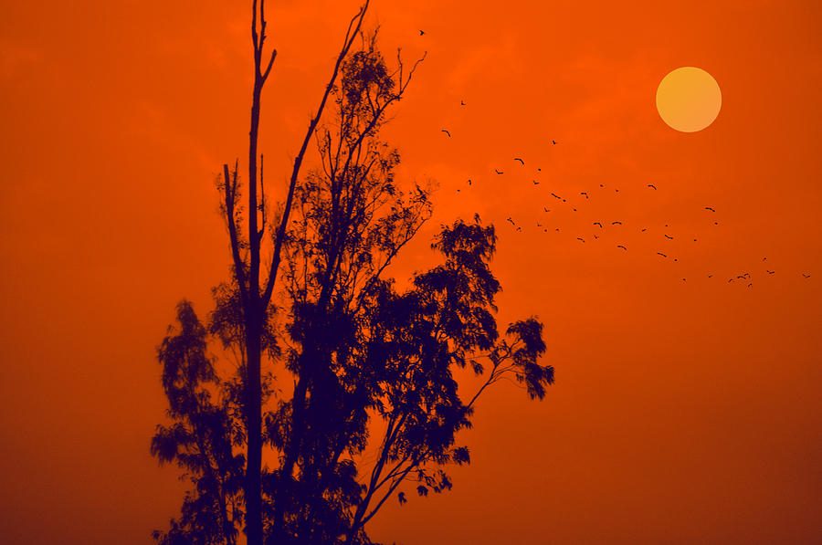 Bird Digital Art - Moon and the orange sky by Bliss Of Art