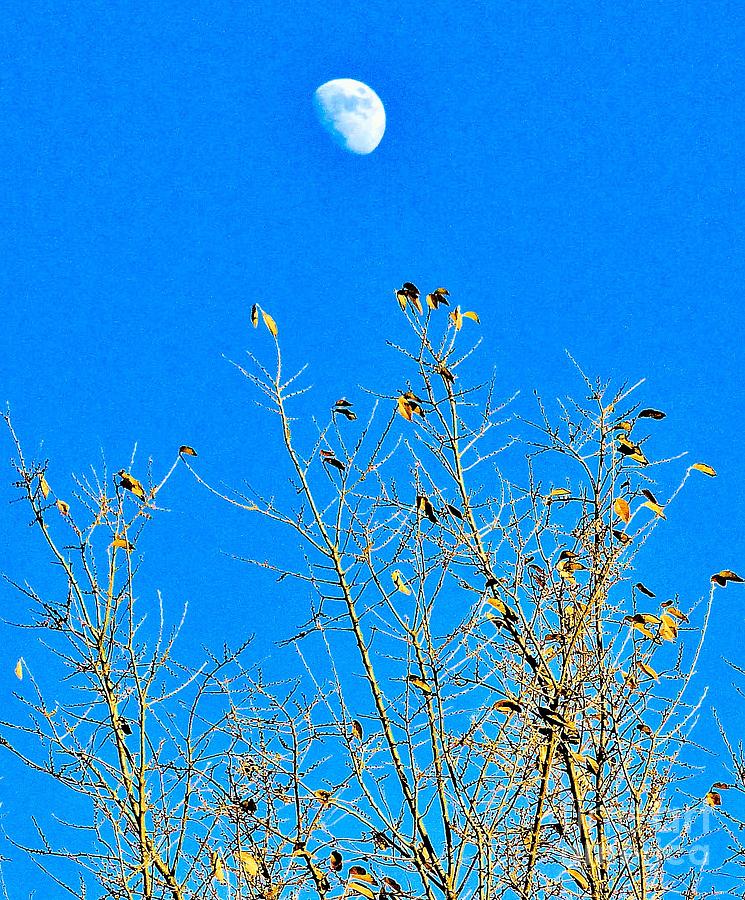 Moon and Tree Photograph by Janette Boyd