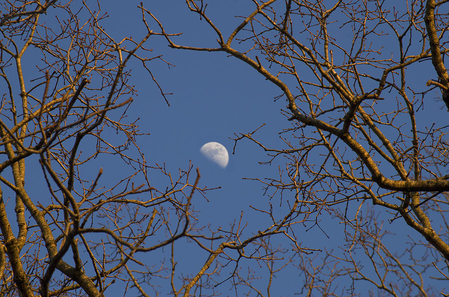 Moon and Trees Photograph by Sharon Popek