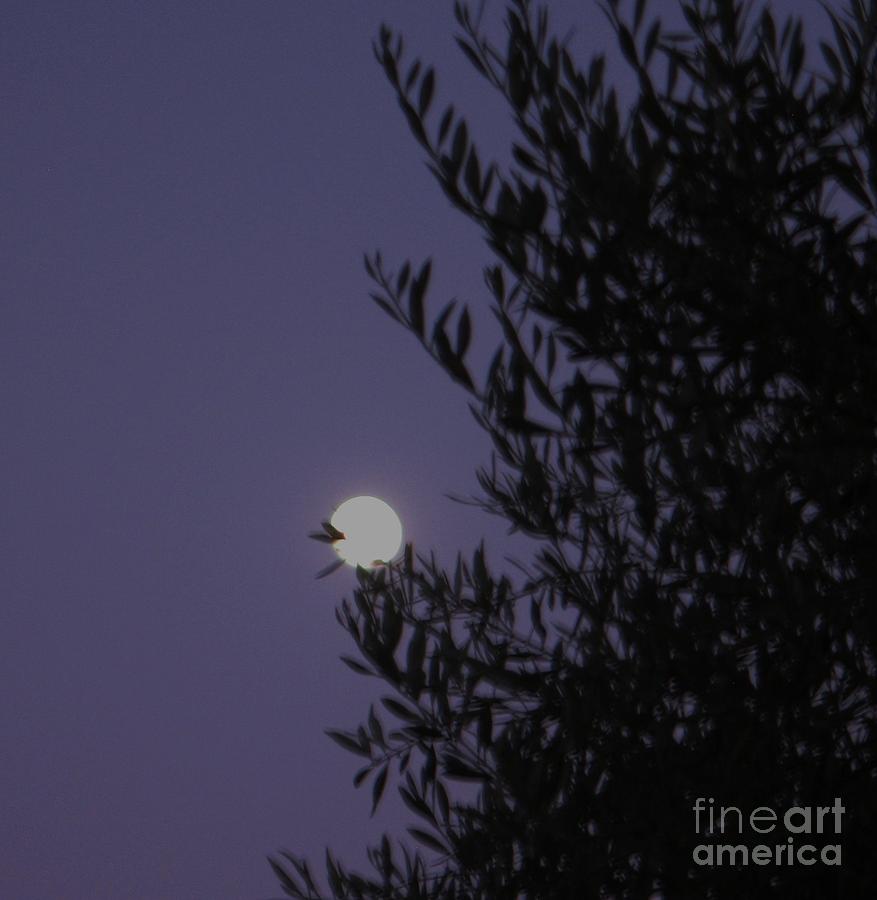 Tree Photograph - Moon at dusk by Theresa Davis