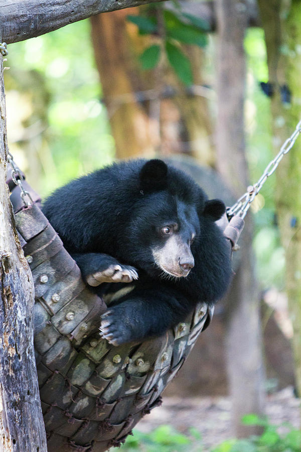 Moon Bears Are A Rare Sight Photograph by Micah Wright - Pixels