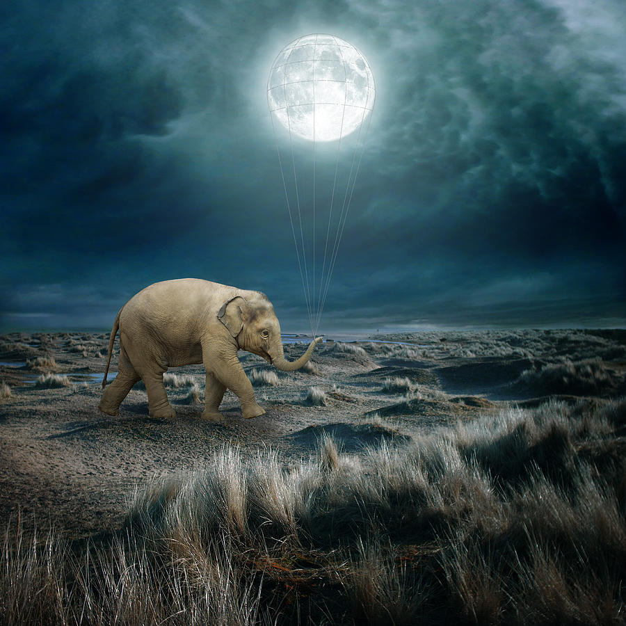Animal Digital Art - Moon by Beata Bieniak