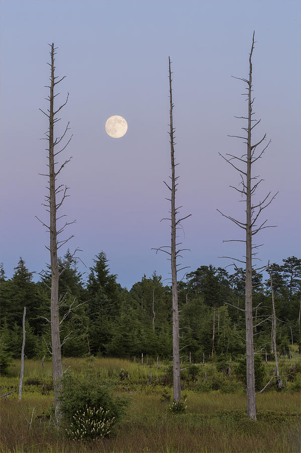 Moon Before Nightfall Photograph by Denise Bush