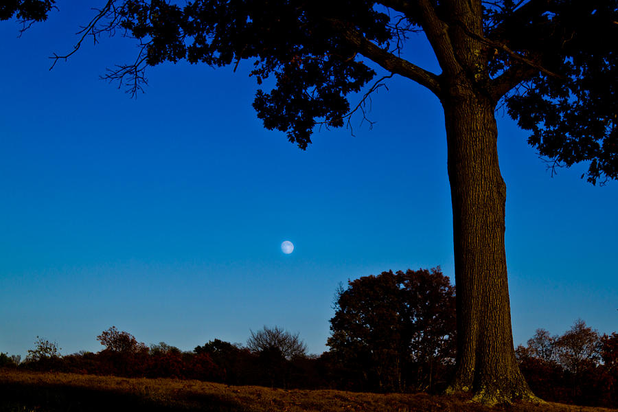 Moon behind the Tree Photograph by Jonny D
