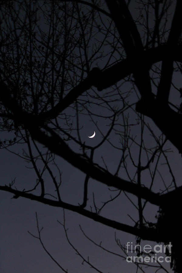 Nature Photograph - Moon Beyond Tree III by Robert Yaeger