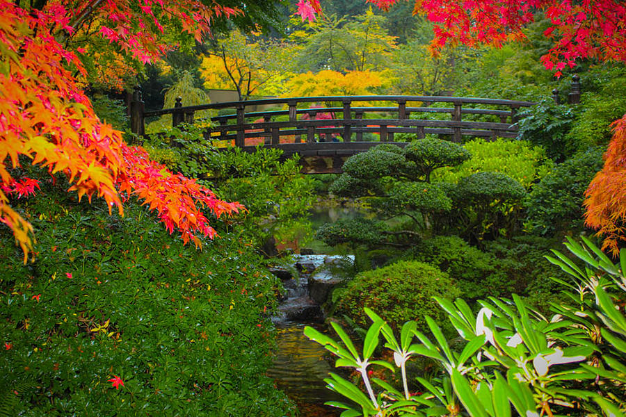 Moon Bridge To Enchantment Photograph by Patricia Babbitt