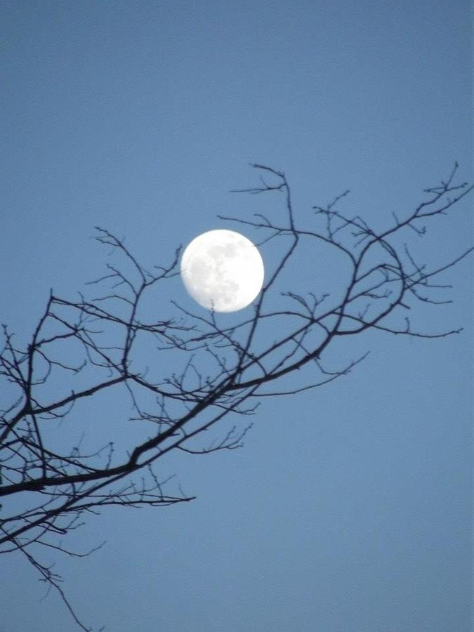 Moon Cradle 2 Photograph by Edith Delzer - Fine Art America