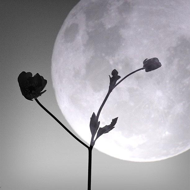 Moon Flower - Flor De Luna Photograph by Maria Aavecma