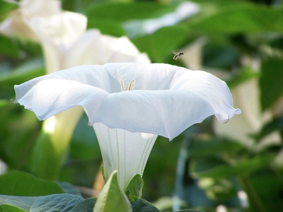 Moon Flower 2 Photograph by Thomas Woolworth