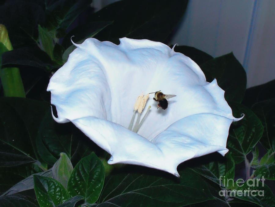 Moon Flower Photograph by Thomas Woolworth