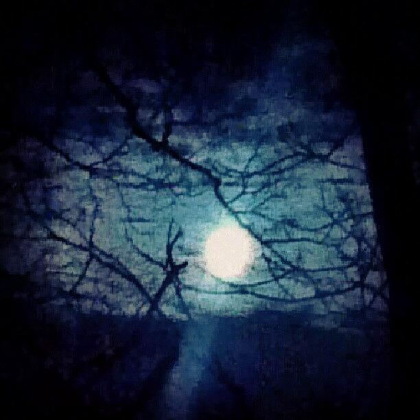 Skyline Photograph - Moon Framed By Tree Branches by Genevieve Esson
