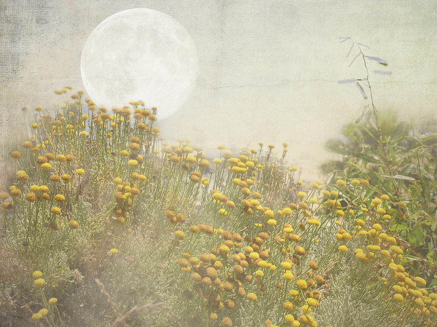 Moon Garden Photograph