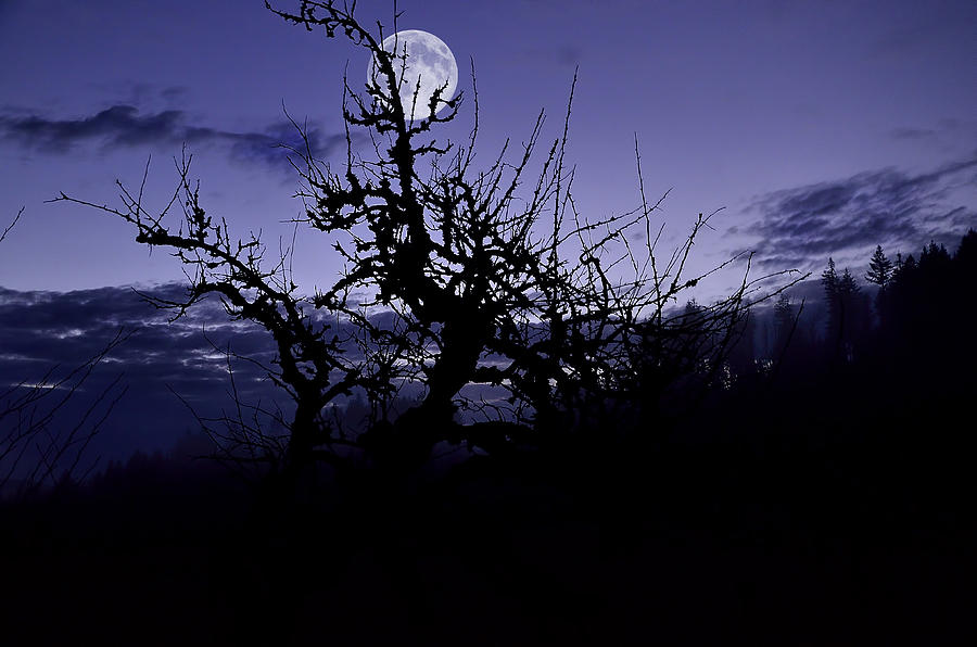 Landscape Photograph - Moon Glow by Todd Sarah Ivanhoe 
