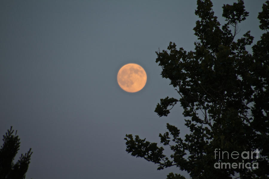 Moon Glow Photograph by William Norton